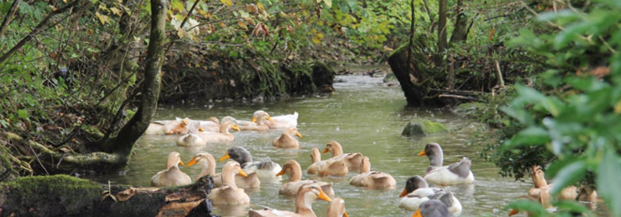 Eine Badegelegenheit ist für Enten das Beste. Auch Trinkwasser sollte offen angeboten werden.