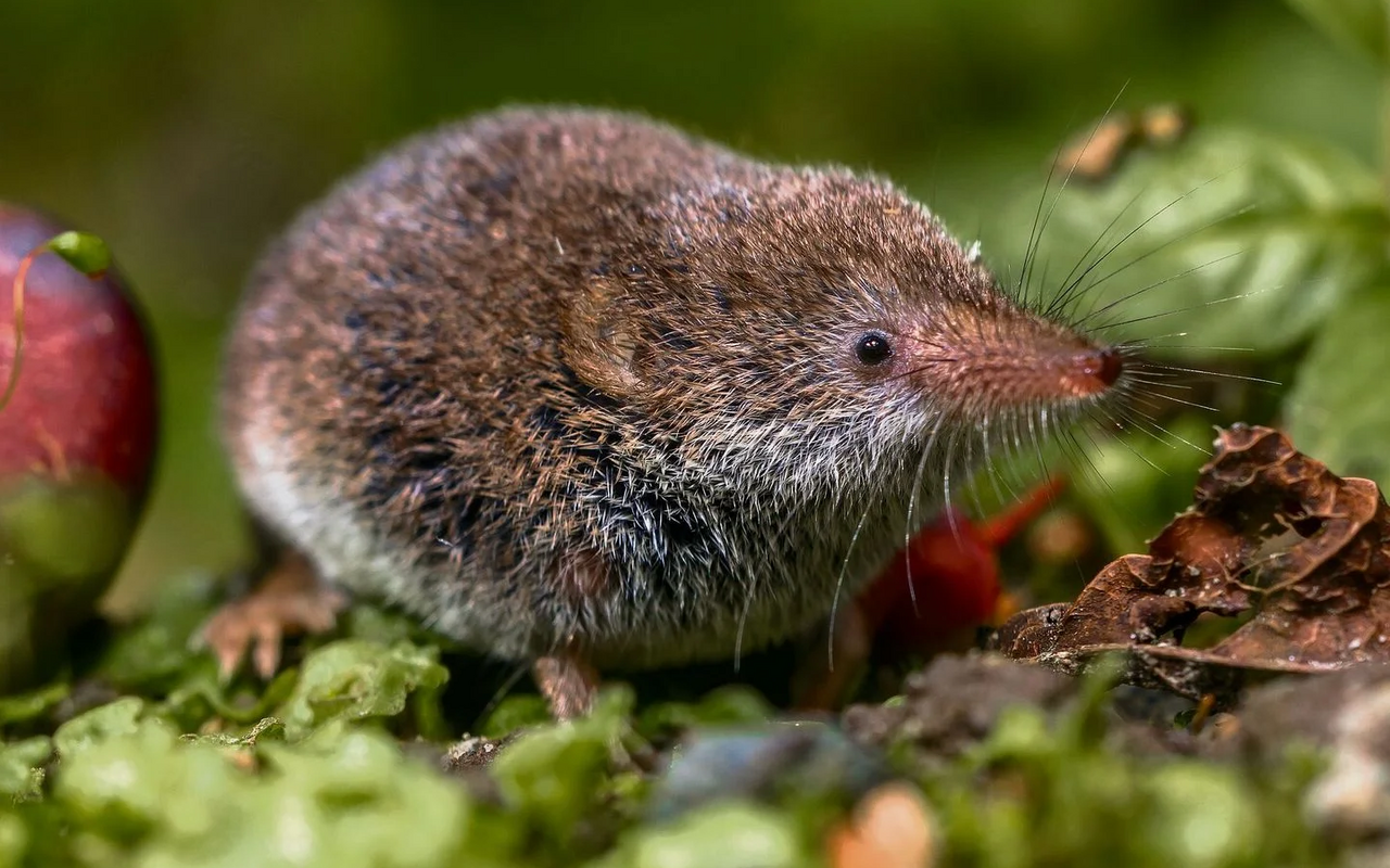 Das kleinste Landsäugetier der Schweiz, die Zwergspitzmaus.