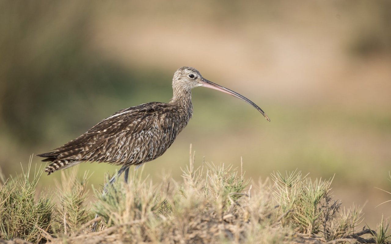 Der Grosse Brachvogel ist in der Schweiz als Brutvogel ebenfalls ausgestorben. 