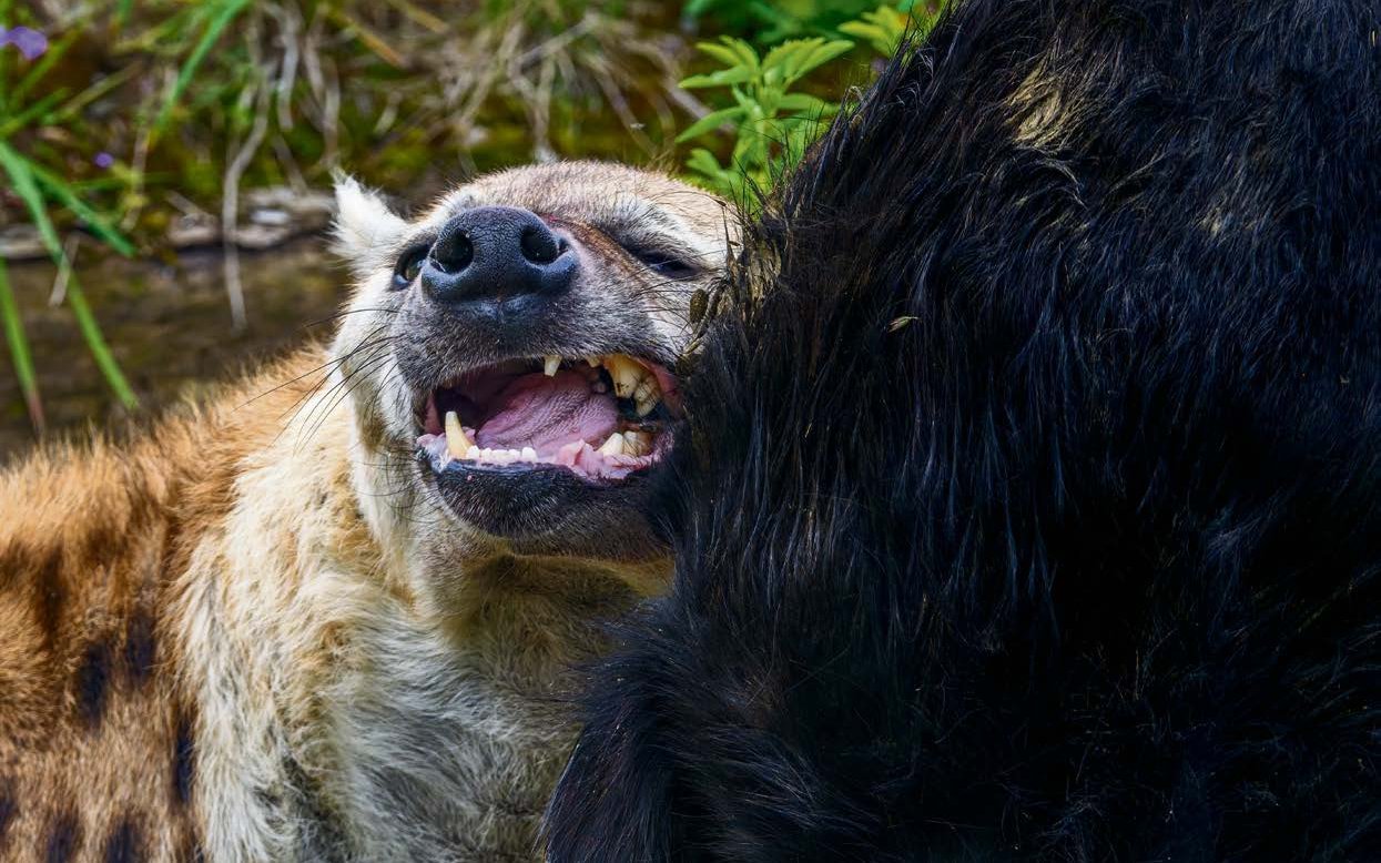 Durch ganze Kadaver erhalten Fleischfresser wertvolle Nährstoffe.