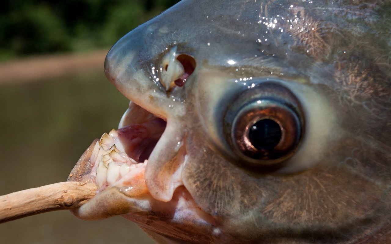 Die Fische haben ein menschenähnliches Gebiss. 