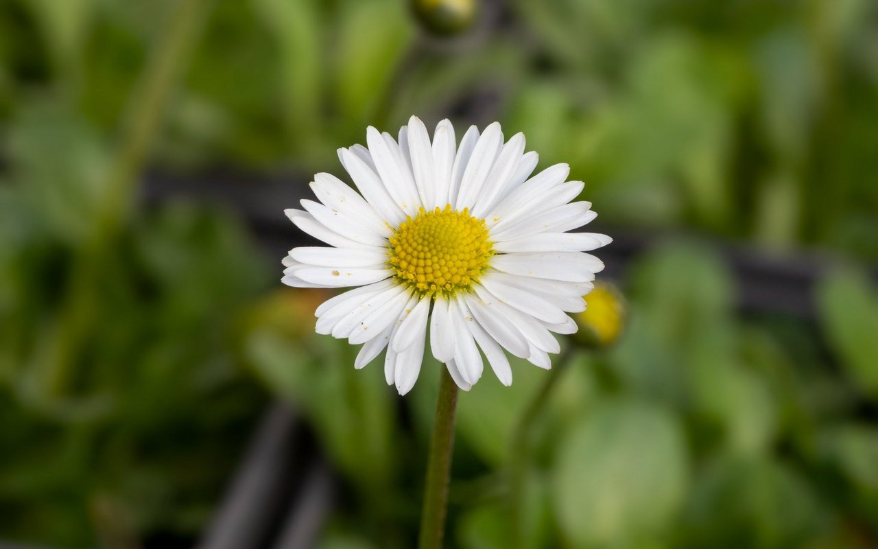 Gänseblümchen wird eine stoffwechselanregende, schleimlösende und blutreinigende Wirkung zugeschrieben.