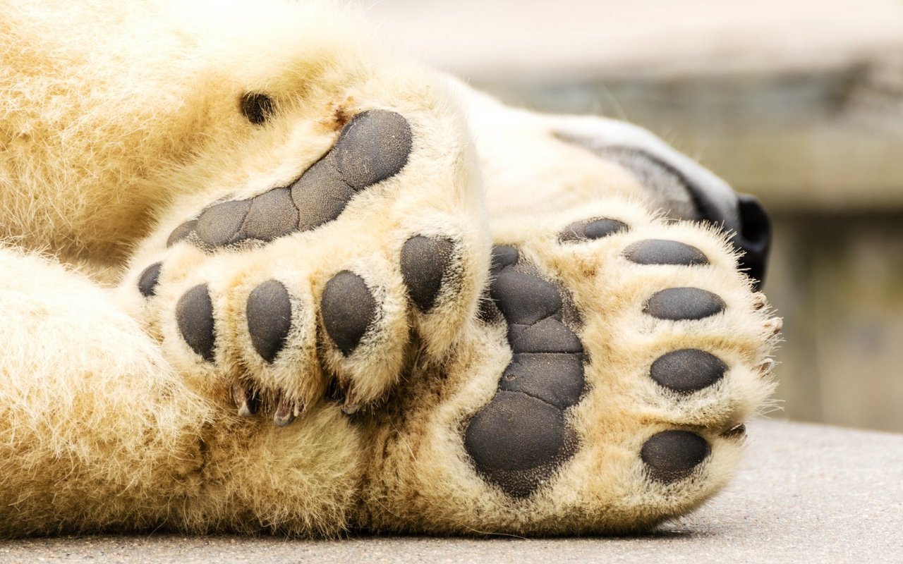 Die Tatzen sind Schneeschuh und Paddel in einem. 