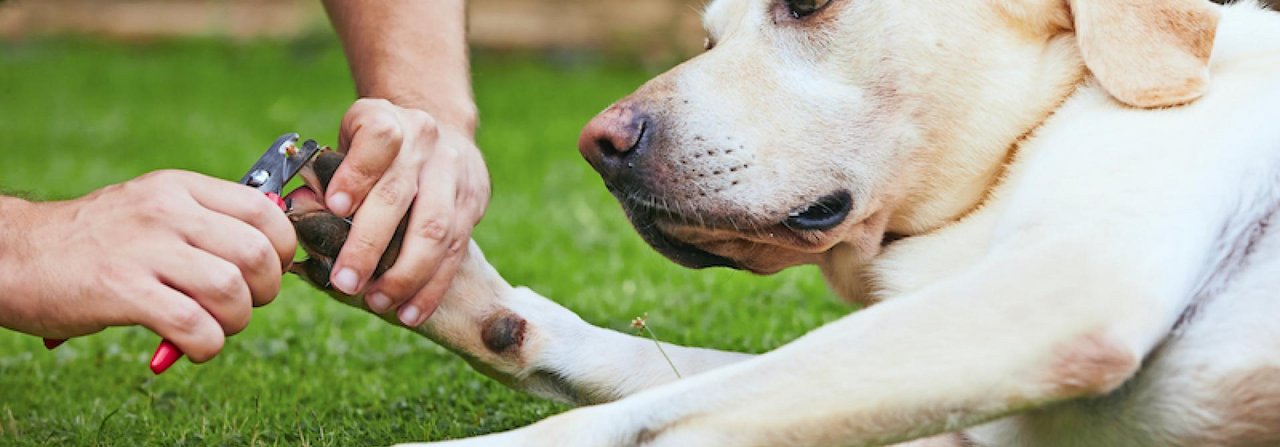 Bei vielen Hunden gehört das regelmäs­sige Schneiden der Krallen zur Pflegeroutine.