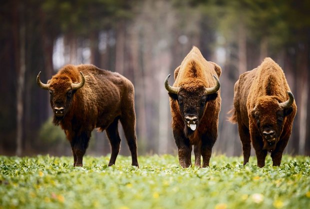 Zurück in die Wildnis: Bisons als Teil des Rewilding-Projekts in der Schweiz.