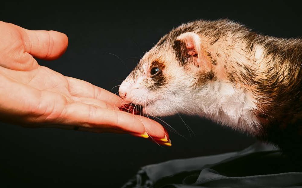 Als hundertprozentige Karnivoren sind Frettchen auf viel fleischige Nahrung angewiesen.