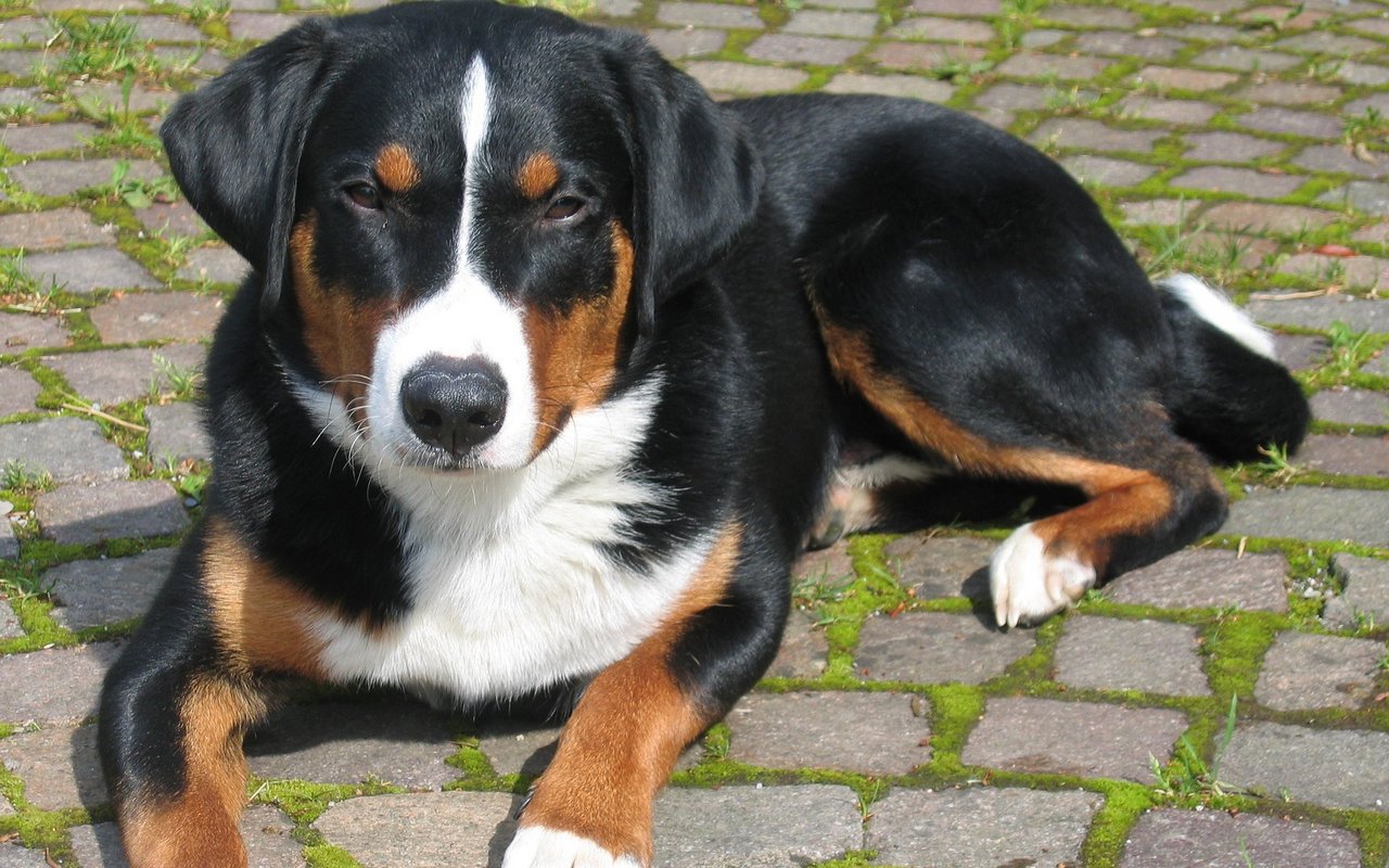 Schwarz ist eine von zwei Grundfarben beim Appenzeller Sennenhund. 