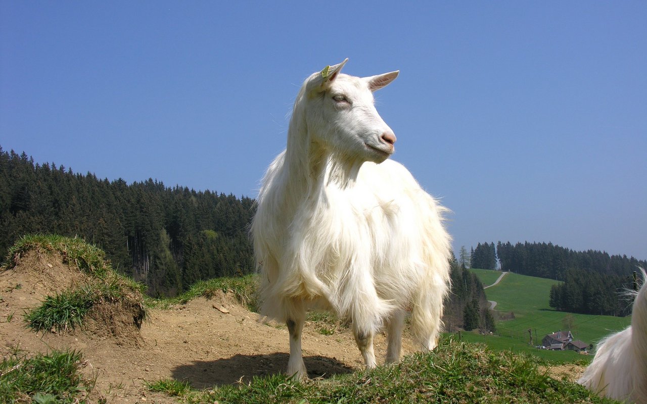 Die Appenzeller Ziege gilt heute als gefährdet und von Aussterben bedroht. 