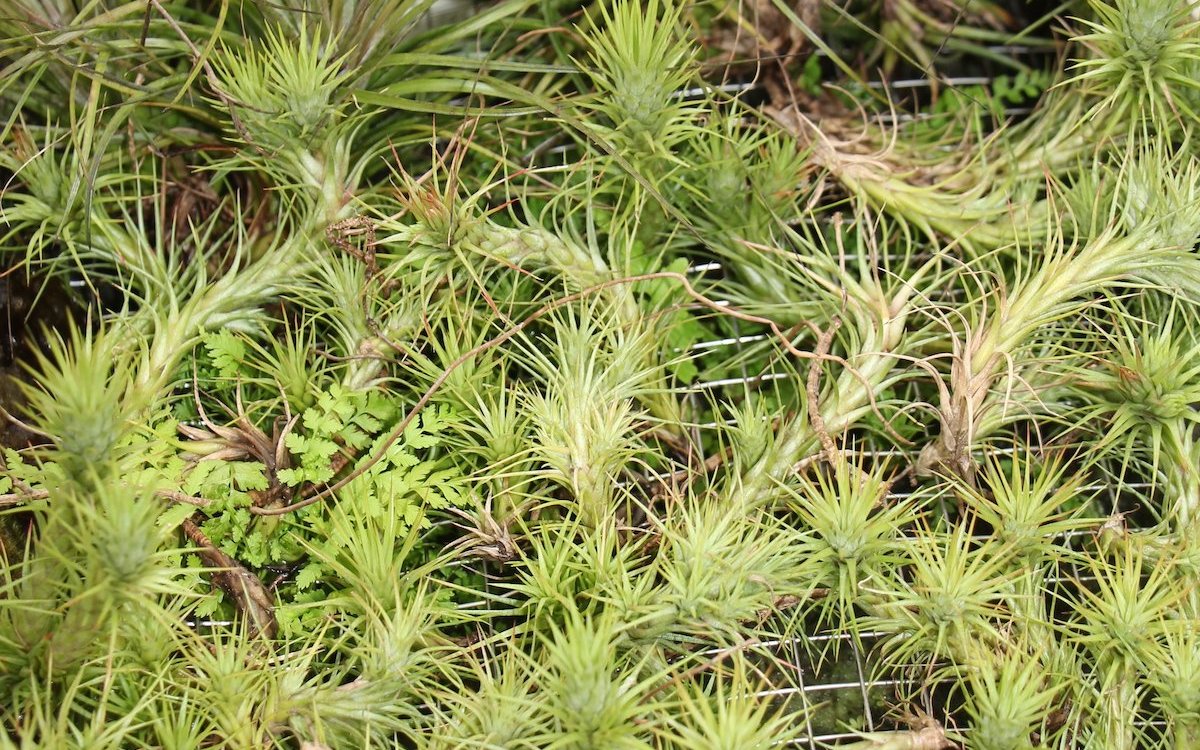 Tillandsien sind typische Aufsitzerpflanzen aus dem tropischen Zentral- und Südamerika. 