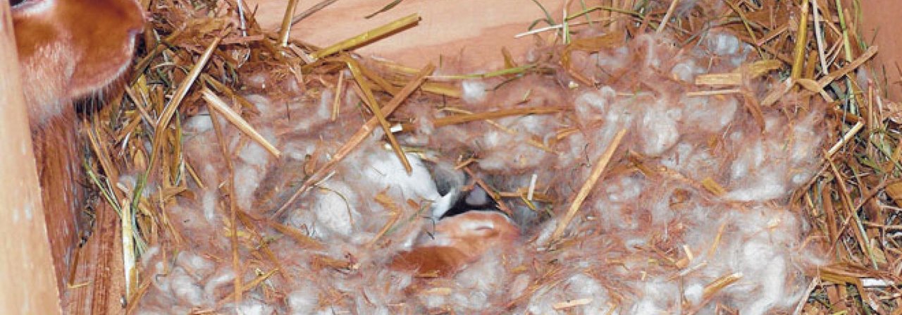 Kaninchenmütter besuchen zum Schutz der Jungen das Nest nur einmal am Tag.