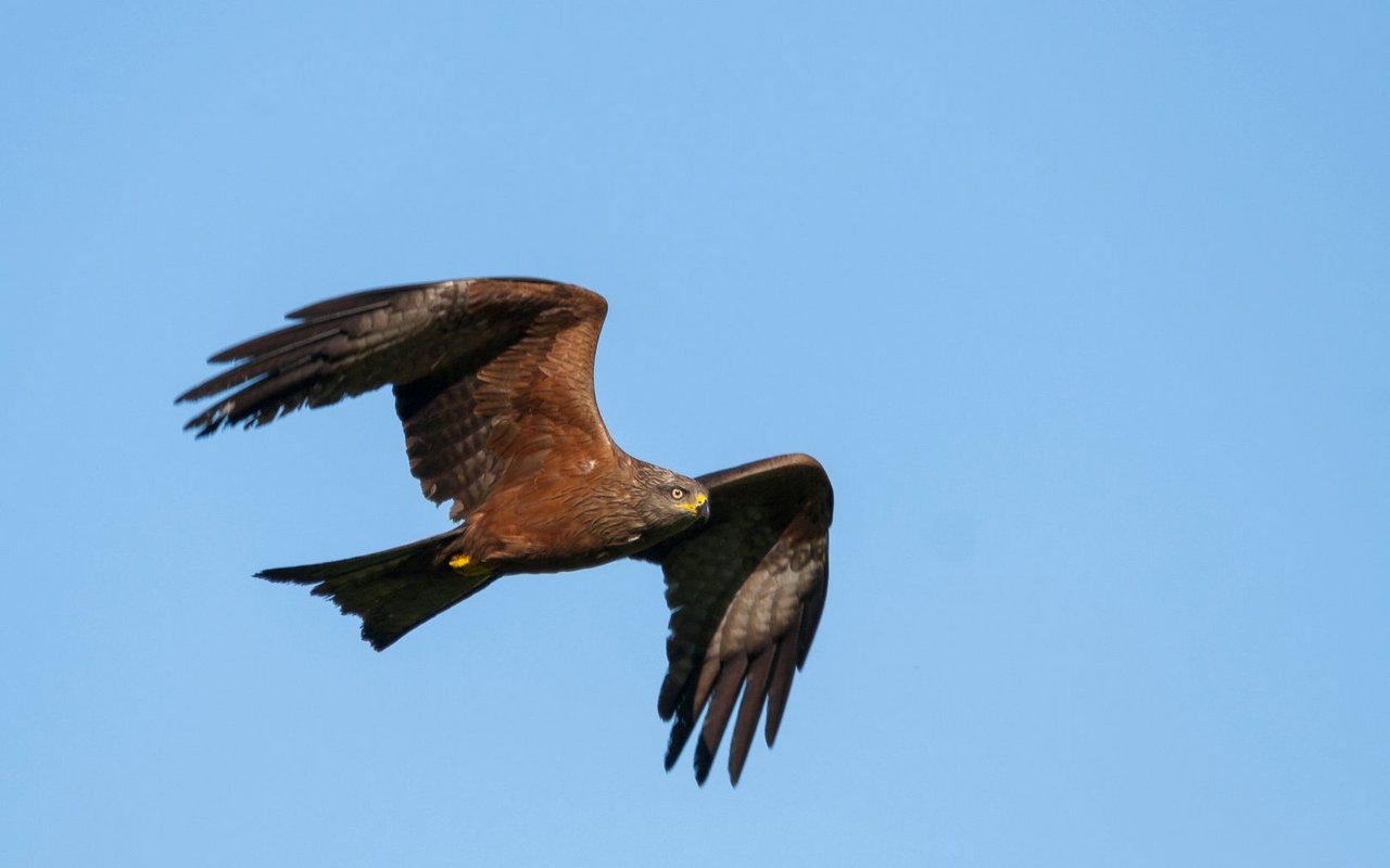 Der Schwarzmilan ist ein Greifvogel mit gegabeltem Schwanz, der oft über Gewässern und offenen Landschaften kreist.