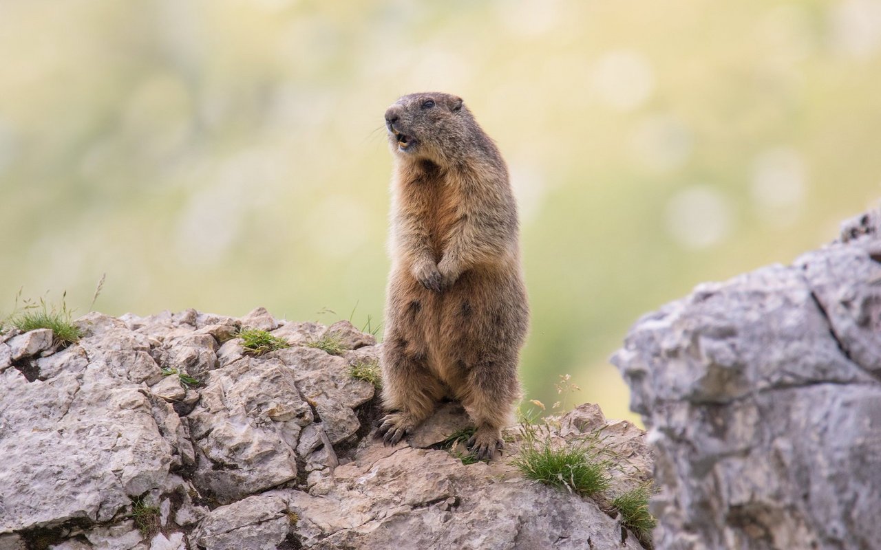 In der Schweiz werden Murmeltiere meist Murmeli oder Mungg genannt. 