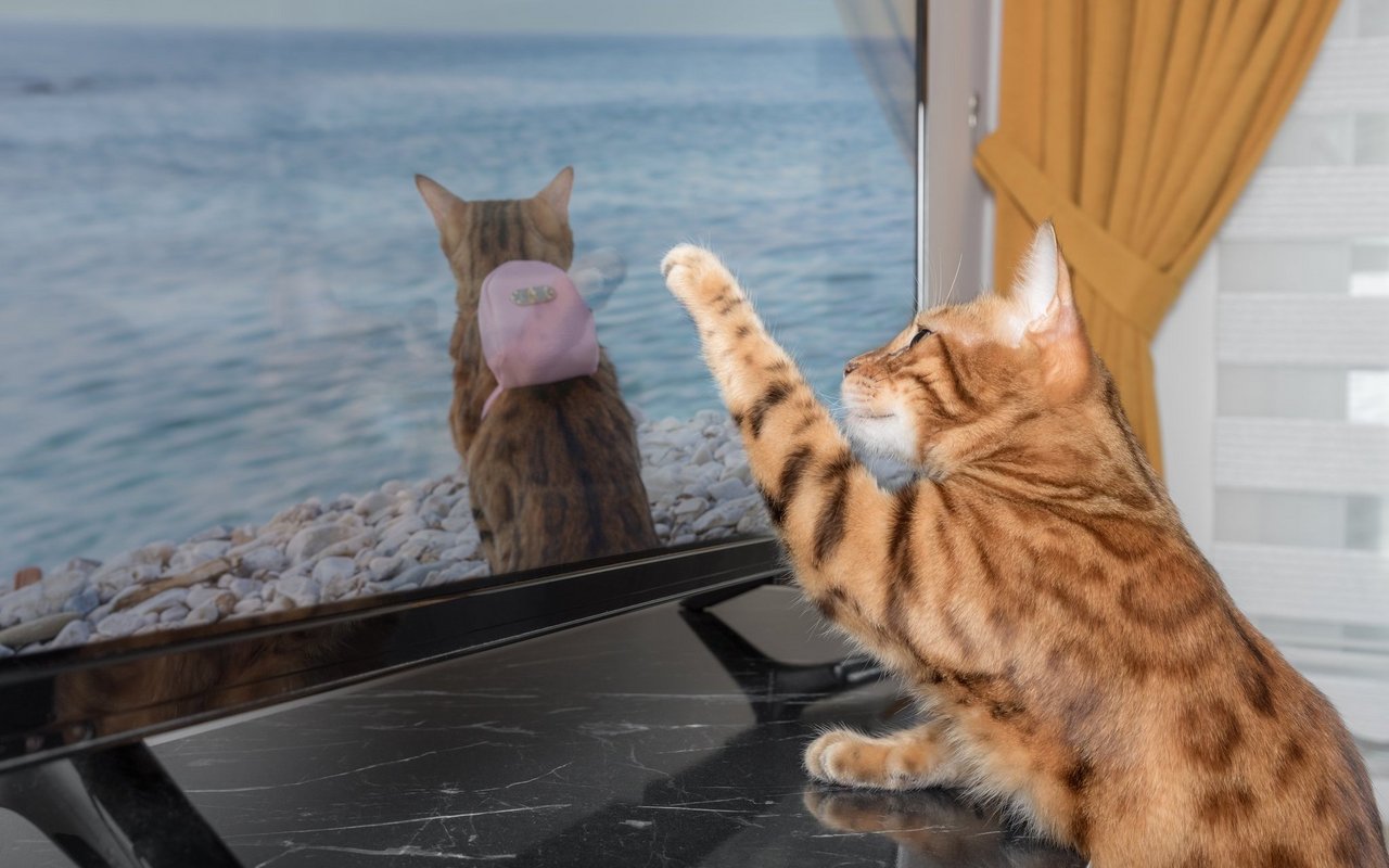 Katzen reagieren schnell einmal auf die Bewegungen im Fernseher. 