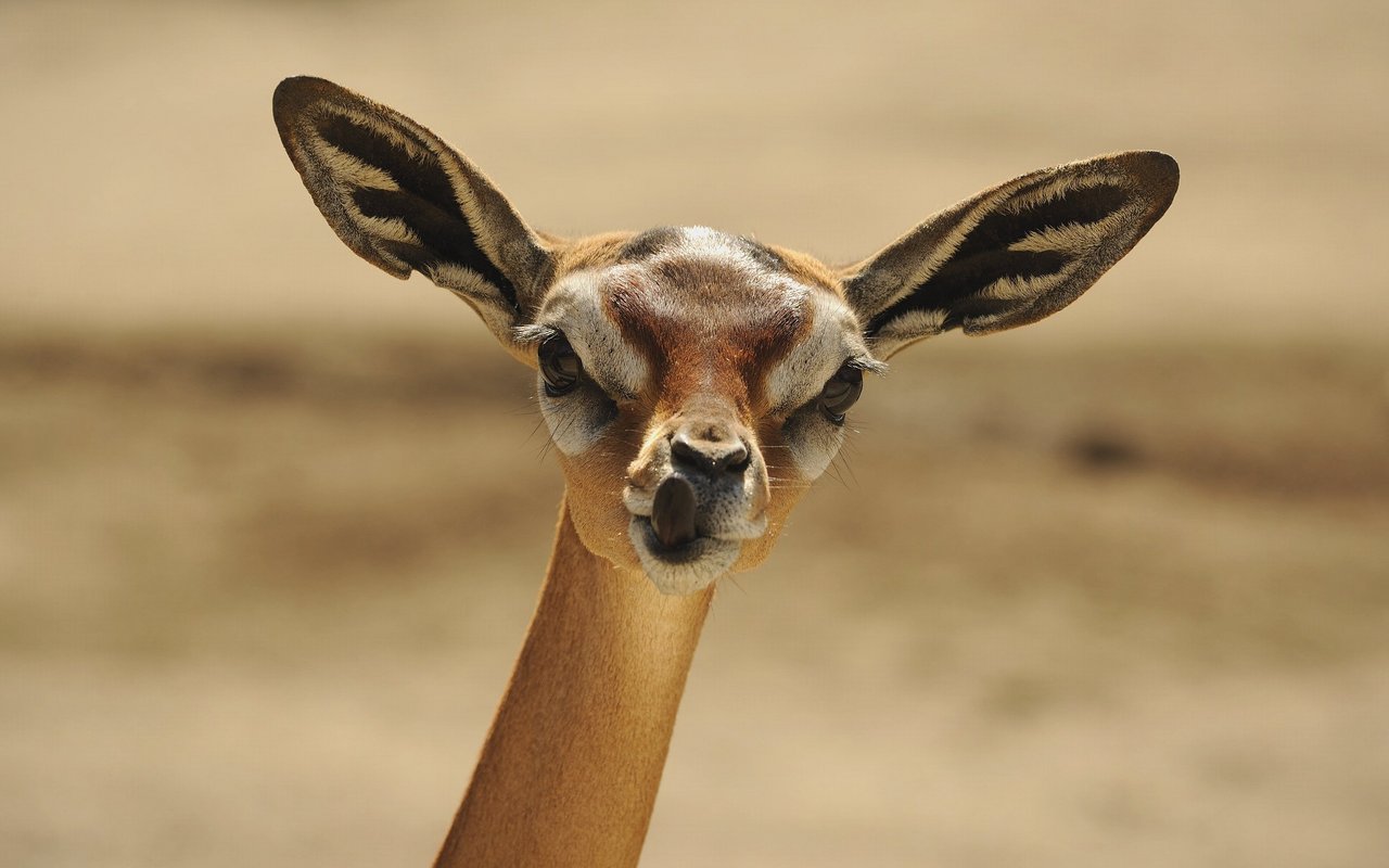 Die Giraffengazellen sind aufgrund ihres langen, schlanken Halses und der langen Läufe unverwechselbar.