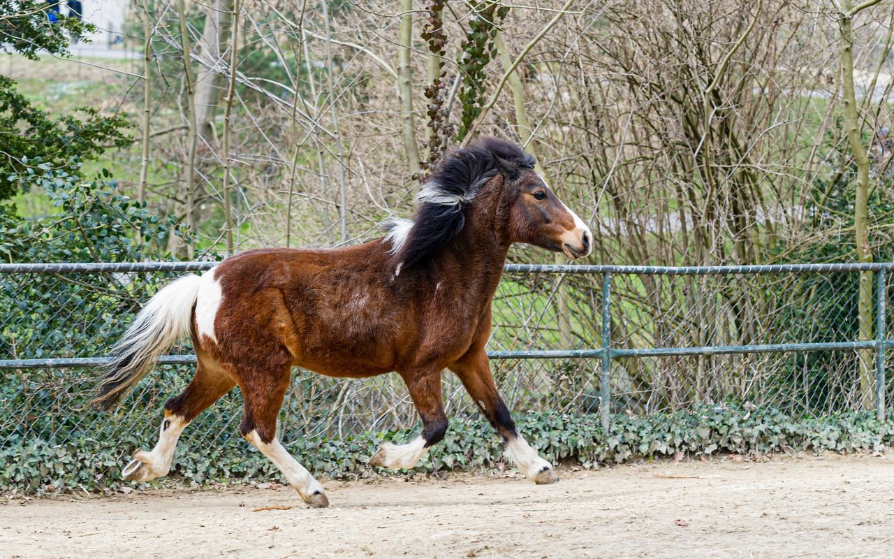 Pony Ohitako wurde 31 Jahre alt. 