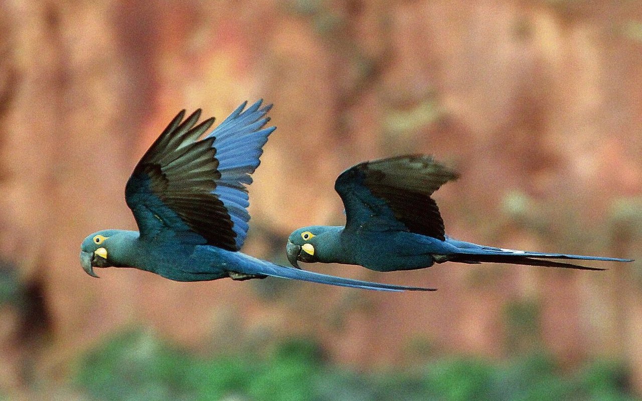 Ein Paar Lear-Aras fliegt im letzten Abendlicht vor den Felsen von Canudos durch.