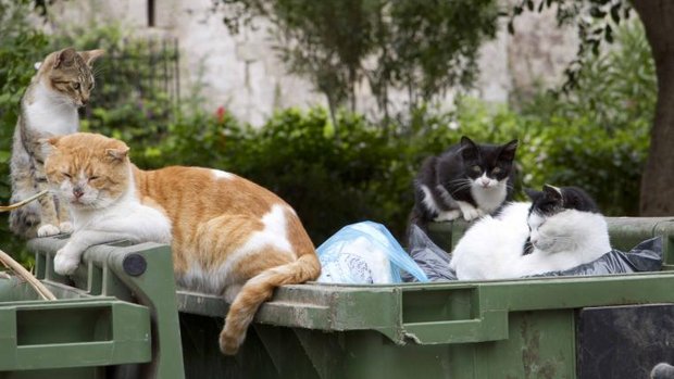 Streunende Katzen auf Containern