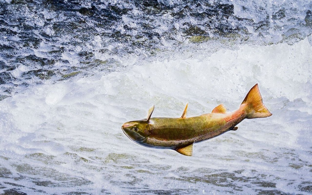 Durch die Wasserkraftwerke verschwand auch der Lachs aus dem Rhein.