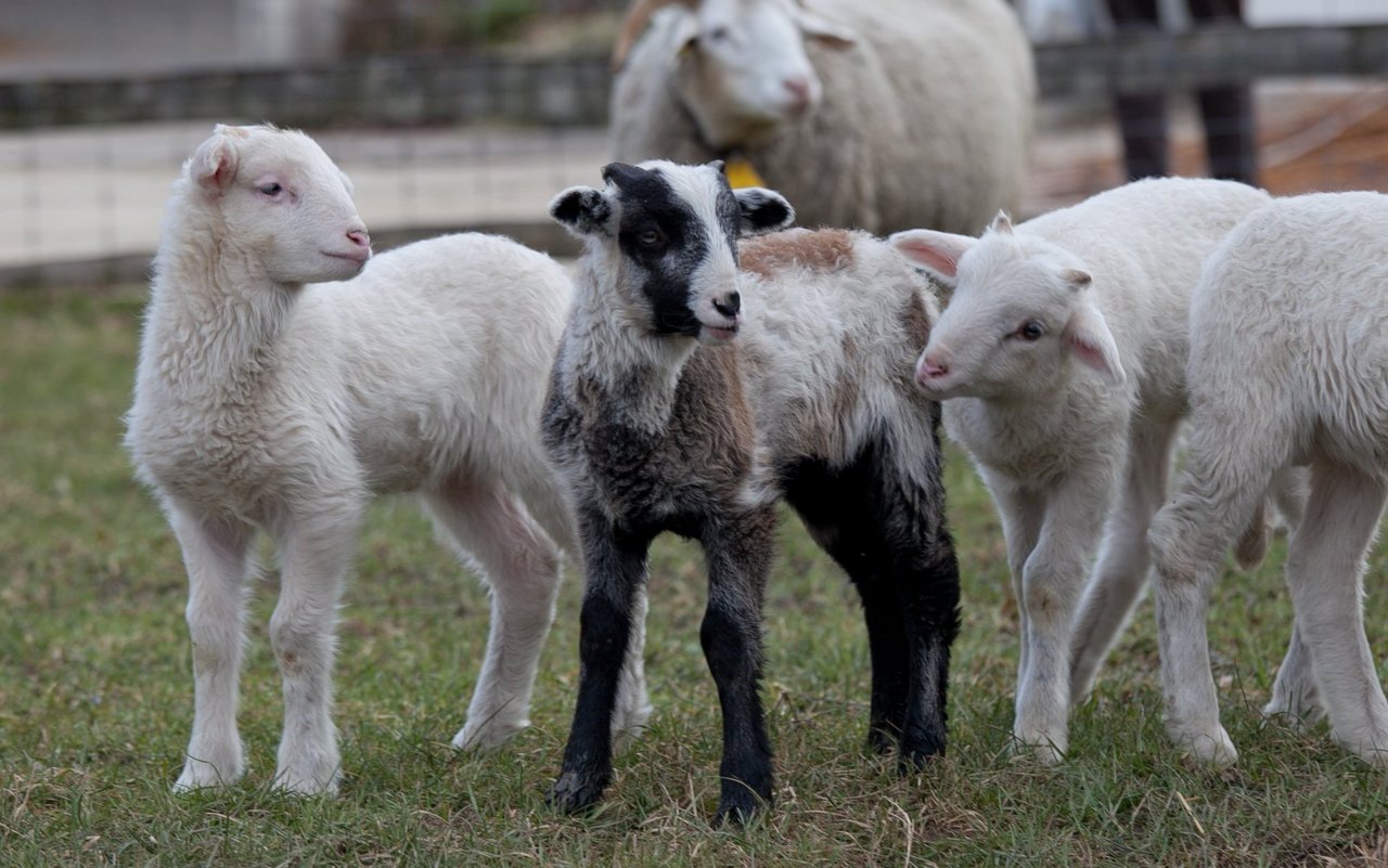 Bündner Oberländer Schafe haben eine gerade Nase und keine Rammsnase. 