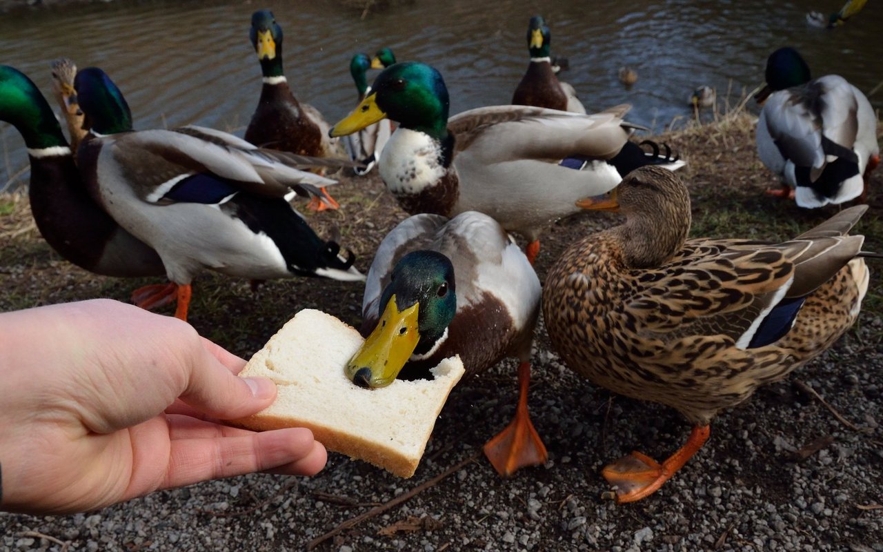 Brot ist eine unnatürliche Nahrung für Wasservögel und verschmutzt bei einer übermässigen Fütterung die Gewässer. 