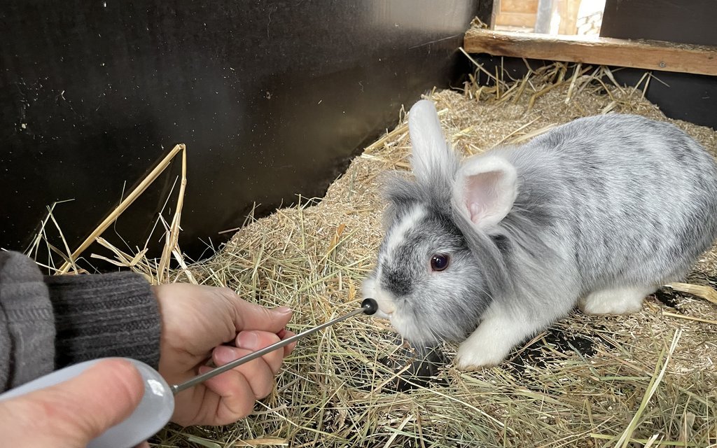 Targettraining hält Kaninchenköpfchen fit und macht Tier und Halter Spass.. 