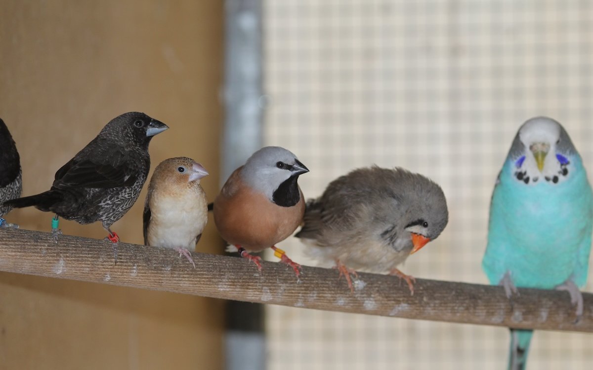Der Gürtelgrasfink in der Mitte fühlt sich wohl in der ungleichen Gesellschaft zusammen mit dem Japanischen Mövchen (links), dem Silberschnäbelchen, dem Zebrafinken und dem Wellensittich. 