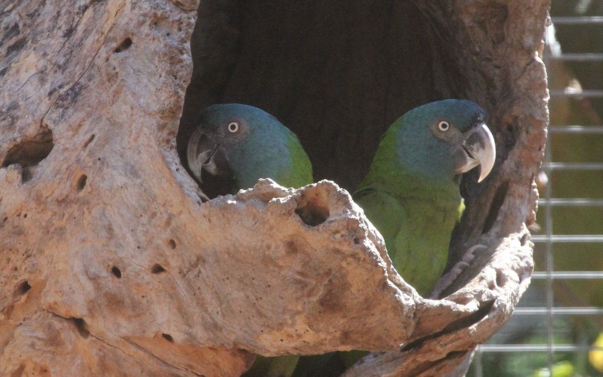 Papageien sind Höhlenbrüter, wie dieses Paar Blaukopf- oder Gebirgsaras. Wenn keine Zuchtabsichten bestehen, ist es auch möglich, zwei Männchen oder zwei Weibchen zusammen zu halten. 