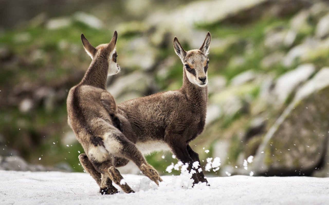 Junge Gämskitze lieben es, im Schnee herumzutollen. Die Huftiere zeigen auch als Erwachsene eine ausgeprägte Freude am Spielen. 