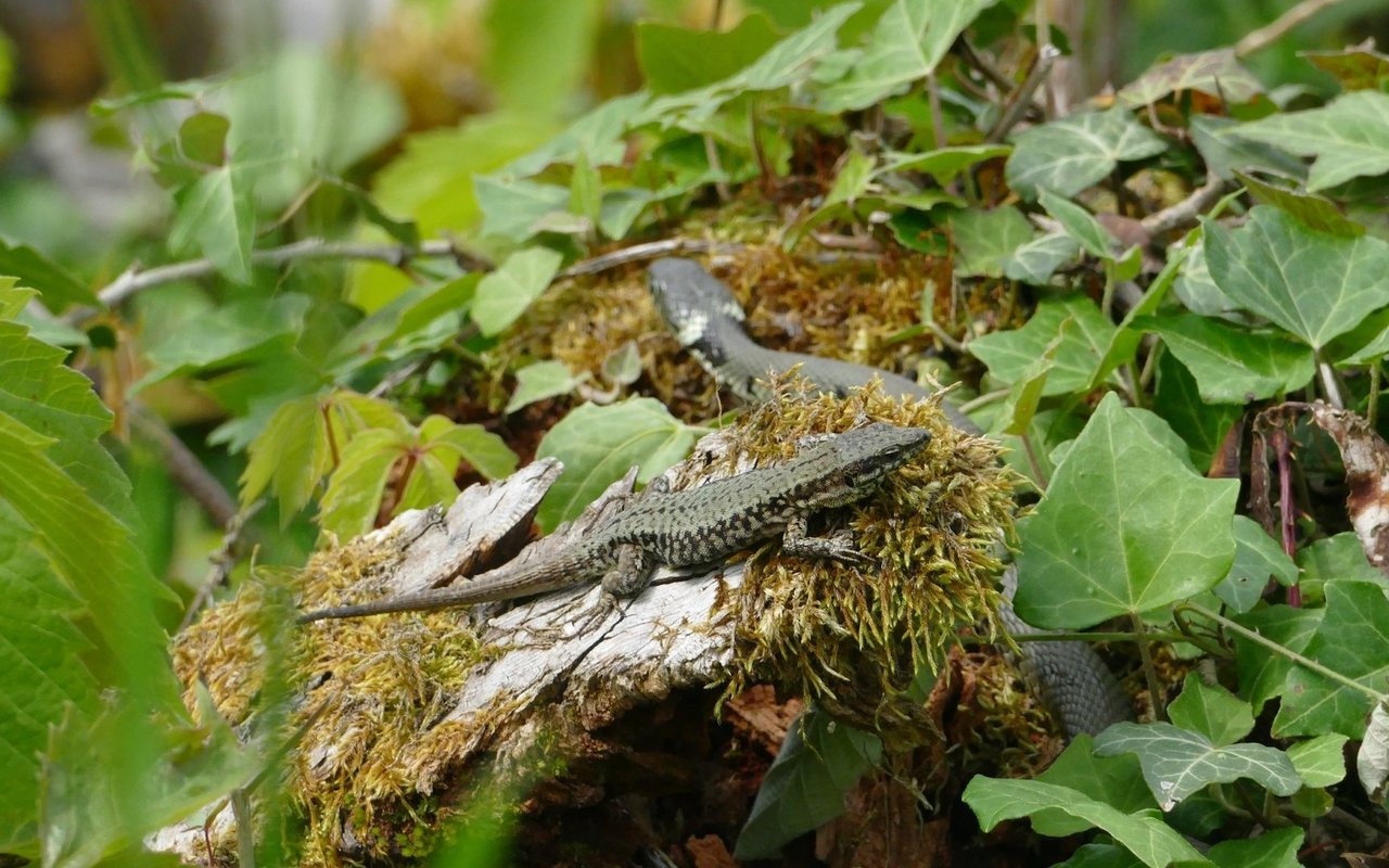 Auf den Exkursionen trifft man mit vielleicht auf Schweizer Reptilien. Um eine Ringelnatter und eine Eidechse gleichzeitig zu sehen, bedarf es etwas Glück.