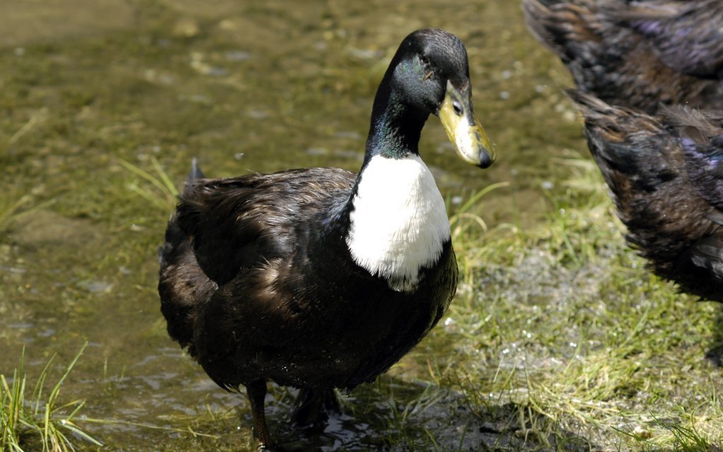 Die Tiere tragen den rassetypischen, weissen Brustlatz.