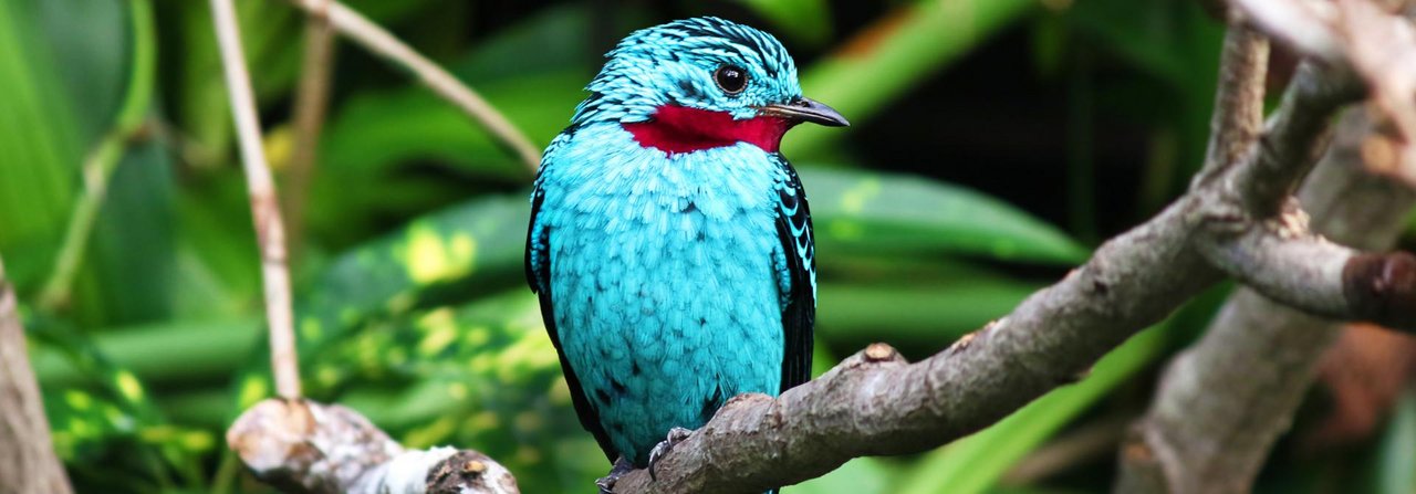 Die Halsband- oder Türkiskehlkotinga wird im Vogelpark Walsrode gezüchtet.