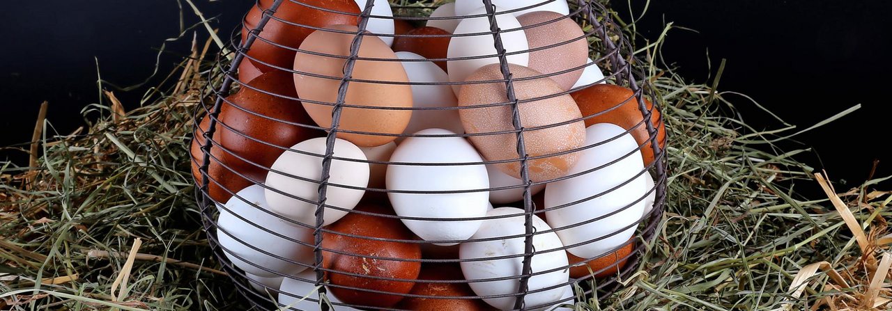 Ein bunter Eierkorb von Rassegeflügel mit weissen, kleinen cremefarbigen oder dunkelbraunen Eiern.