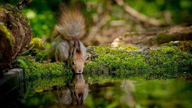 Eichhoernchen trinkt Wasser