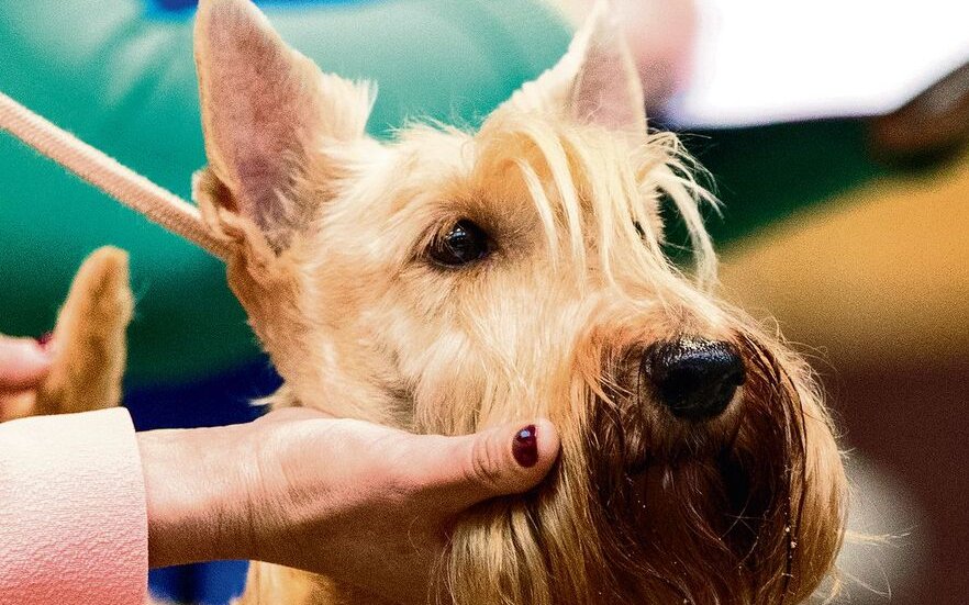 Im Ring wird jeder Hund eingehend begutachtet.