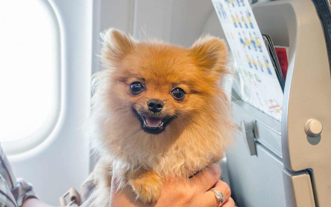 Kleine und leichte Hunde dürfen mit dem Halter in die Flugzeugkabine. 