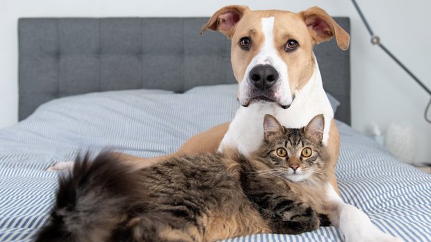 HundKatz