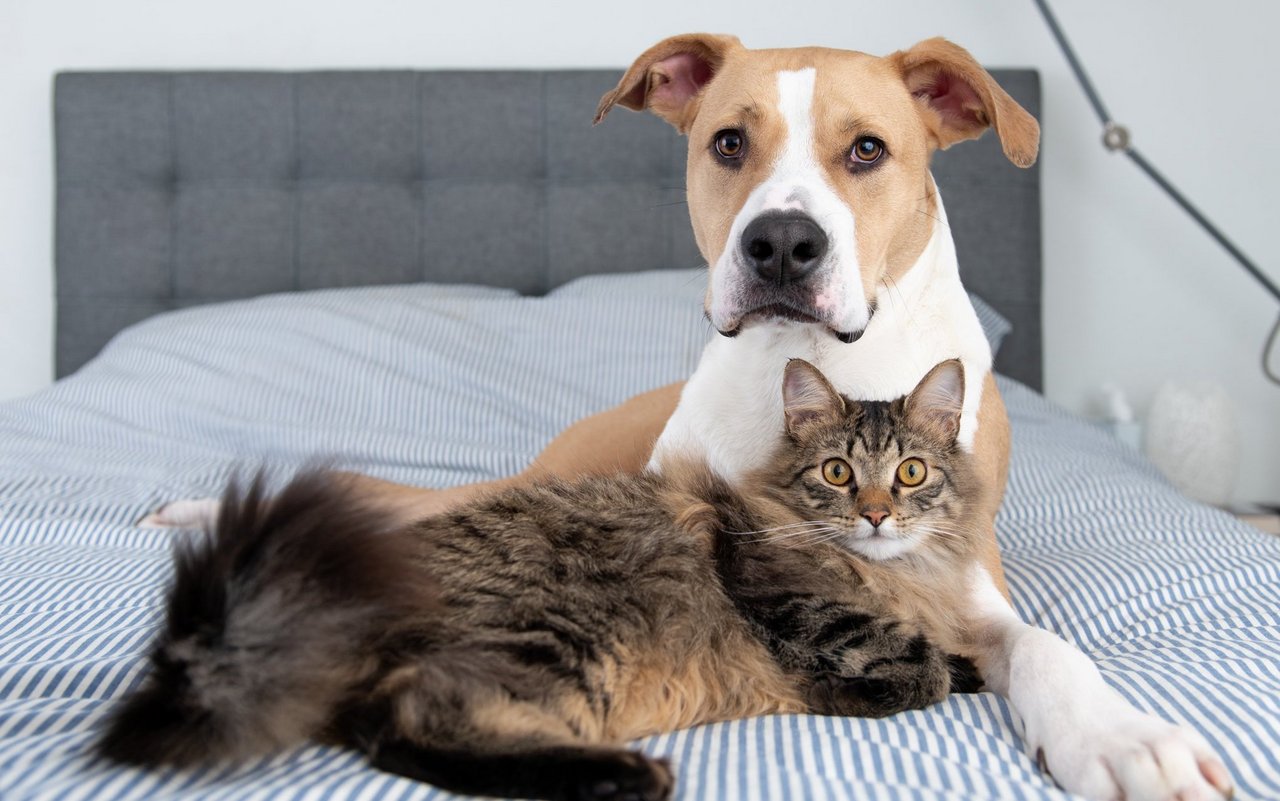 Viele Tierbesitzer schlafen mit Hund und Katze im Bett besonders gut.