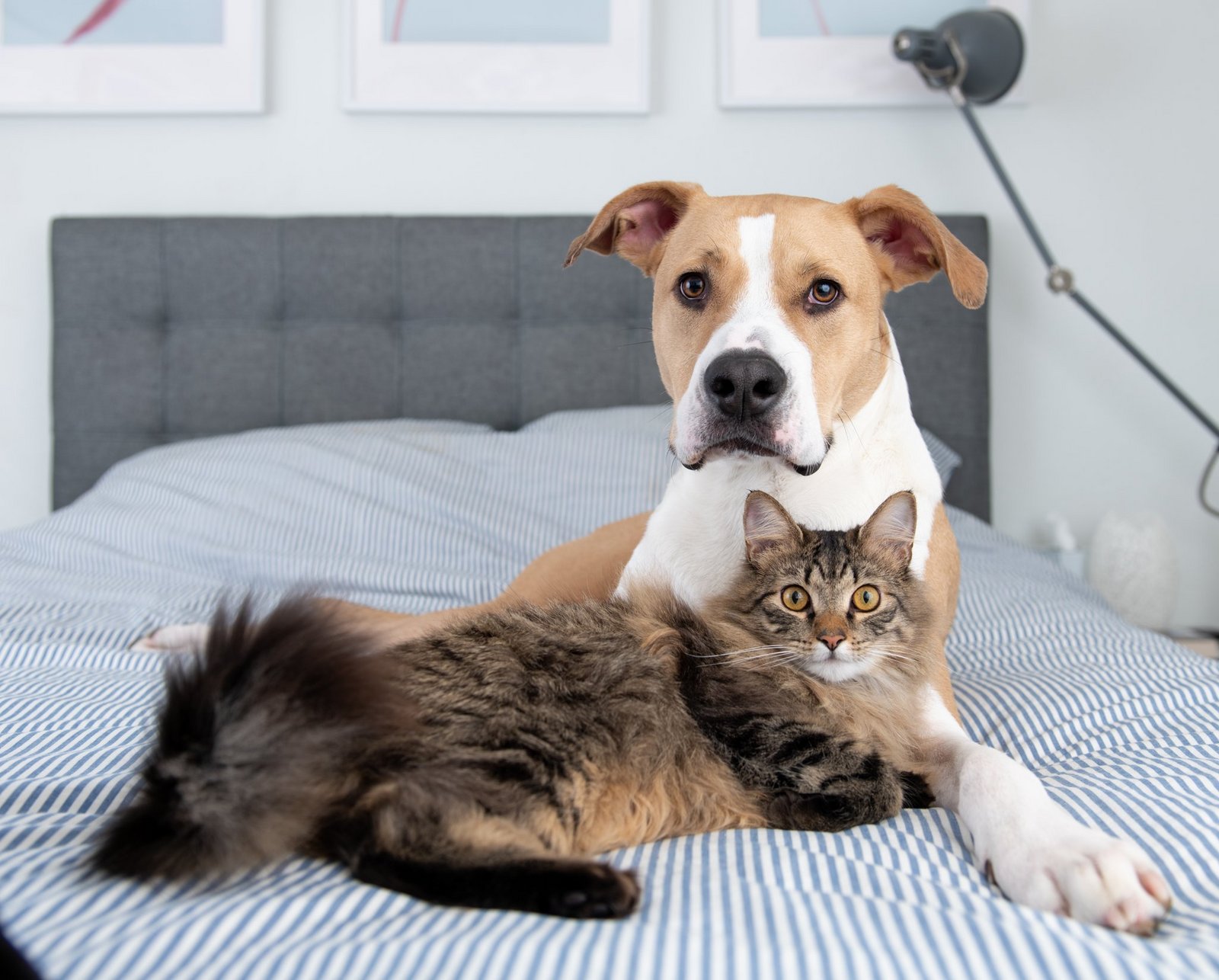 kratzbaum turm PLATEAU main image 0