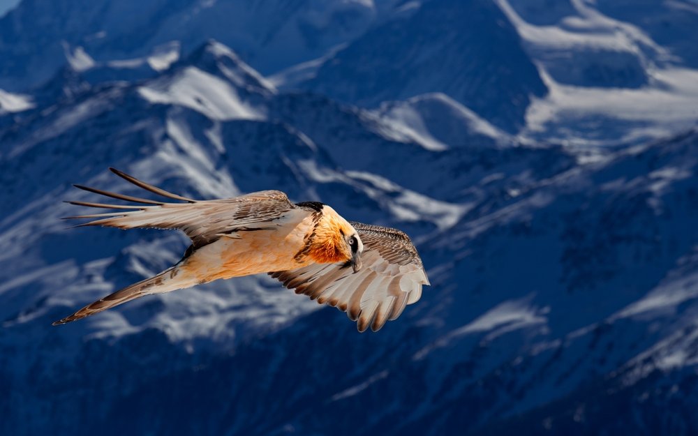 Einst in den Alpen ausgerottet, kreist der majestätische Aasfresser heute wieder hoch über den Walliser Felsen.