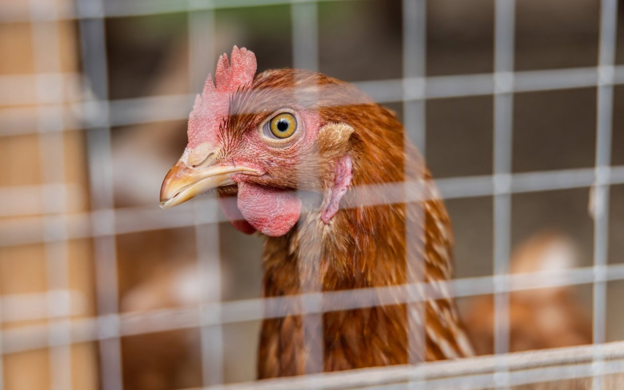 Hühner sollen weiterhin vor einer Vogelgrippe-Infizierung geschützt bleiben. 