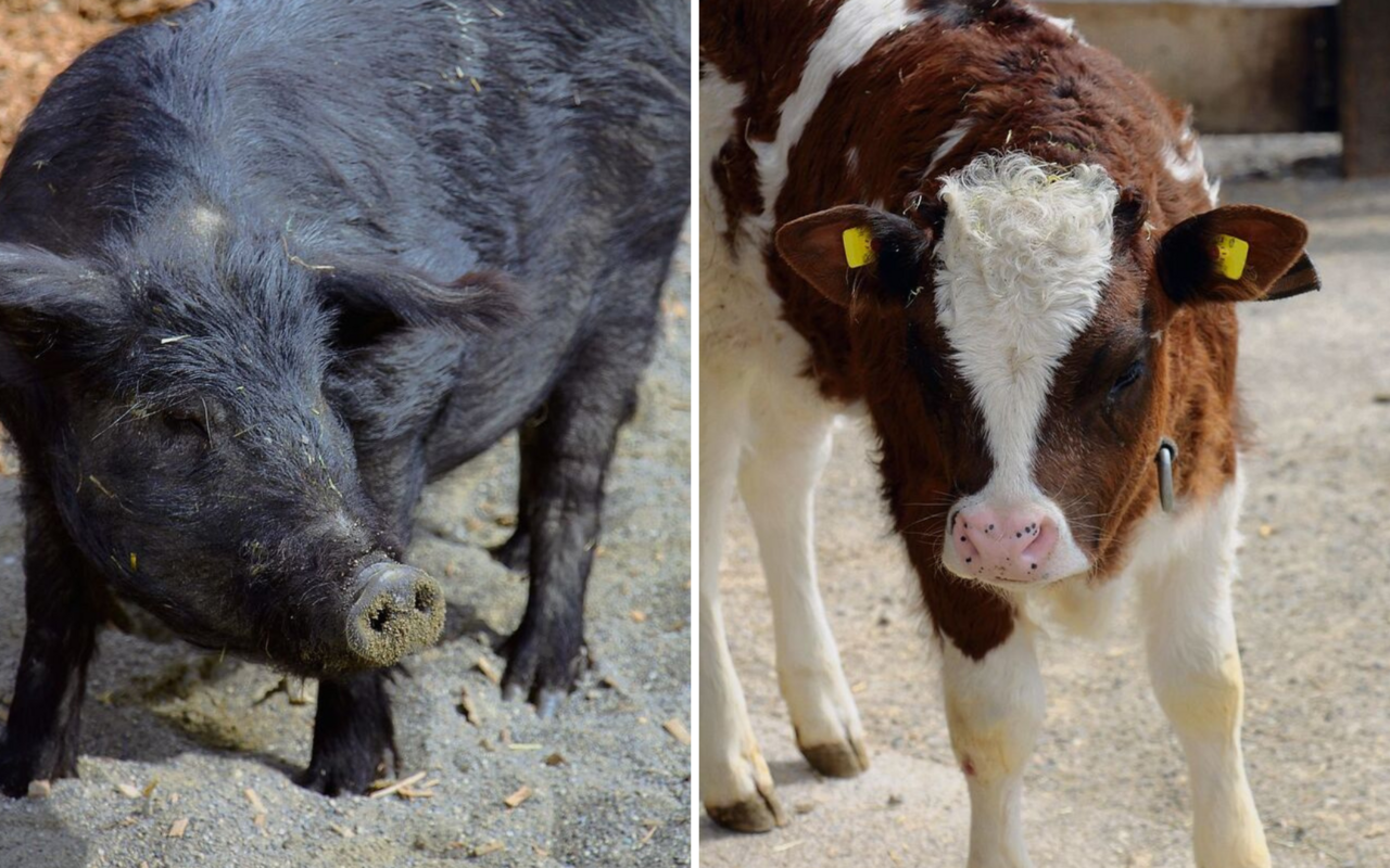 Das Alpenschwein und das Evolèner Kalb sind sehr robuste Tiere. 