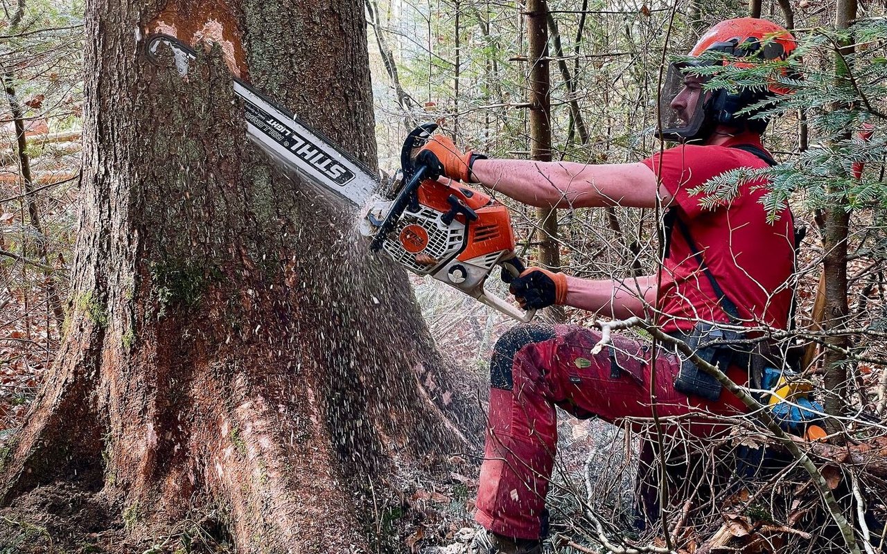 Bäume fällen und Wälder pflegen: Forstwarte haben einen gefährlichen Beruf. 