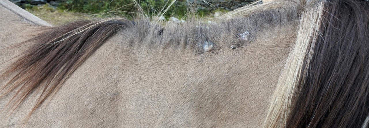 Pferde mit Sommerekzem leiden unter ständigem Juckreiz, was zu abgescheuerten Mähnen führt.