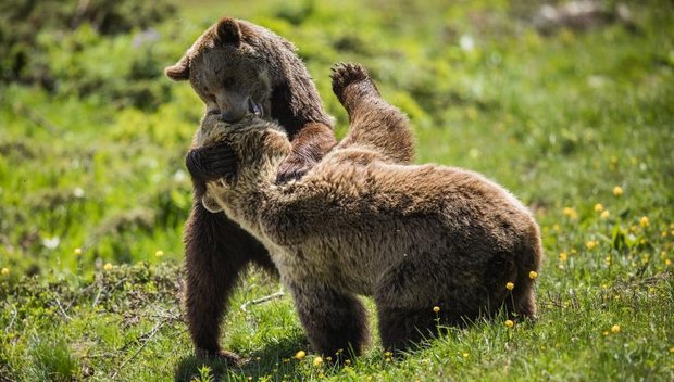 Zusammenführung von Meimo und Jambolina im Arosa Bärenland