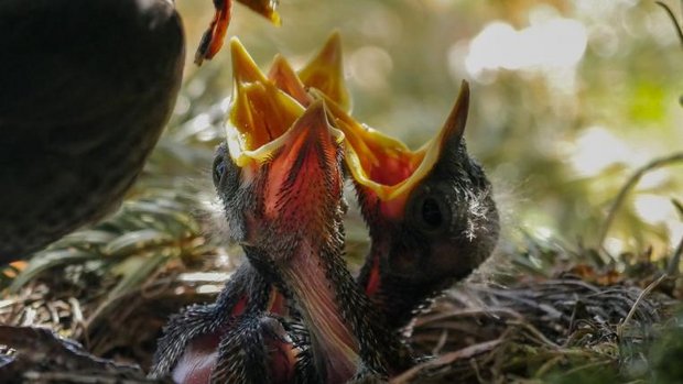 vogelnest