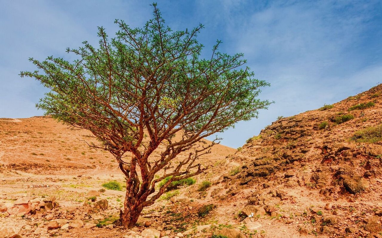 Im alten Ägypten wurde das Harz des Weihrauchbaumes für kultische Zwecke verwendet.