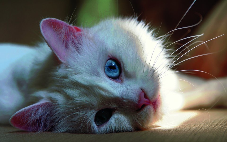 Taubheit bei Katzen ist häufiger als gedacht – ob angeboren, altersbedingt oder durch Krankheit verursacht.