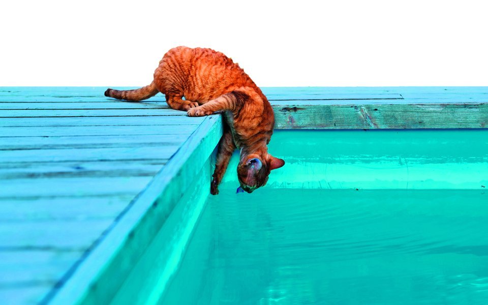 Ein Swimmingpool kann für Tiere schnell gefährlich werden. 