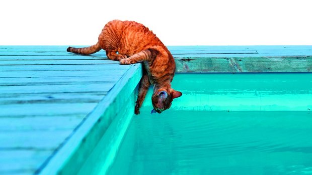 Ein Swimmingpool kann für Tiere schnell gefährlich werden. 