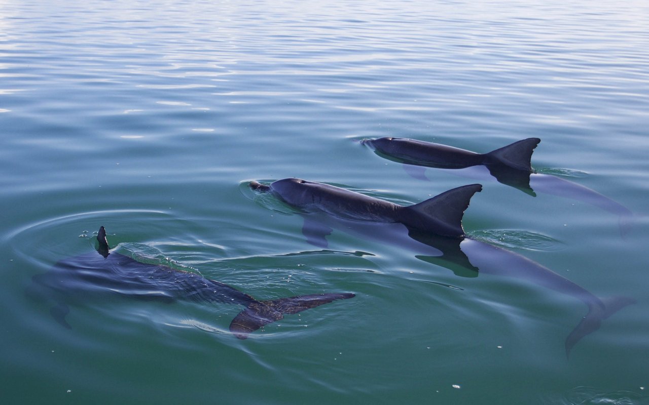 Männliche Delfine profitieren von der gemeinsamen Kooperation.
